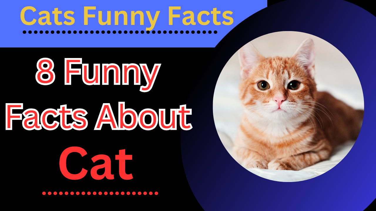 8 Interesting Cat Facts