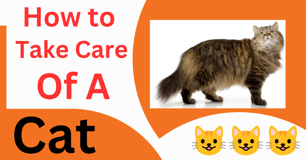 How to Look After a Cat