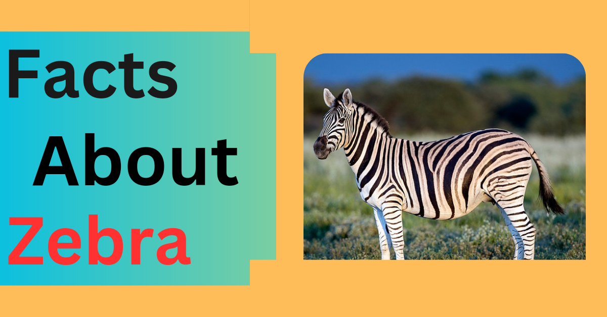 Amazing Facts About Zebras
