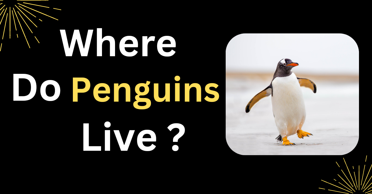 What Is the Habitat of Penguins?