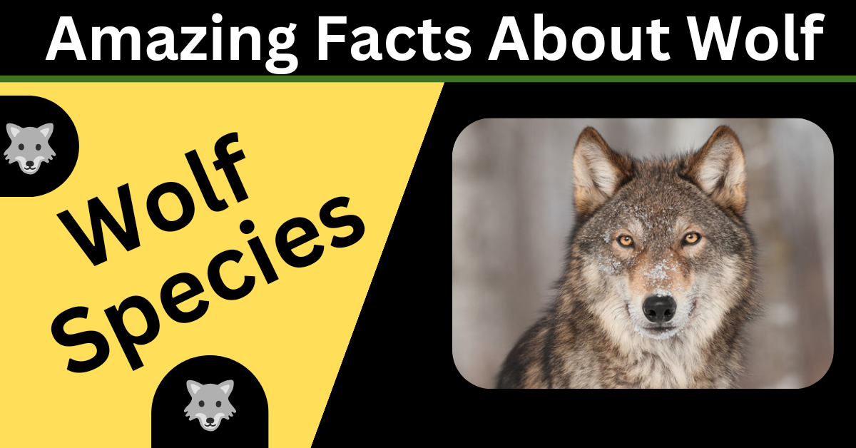 Amazing Facts & Wolf Species