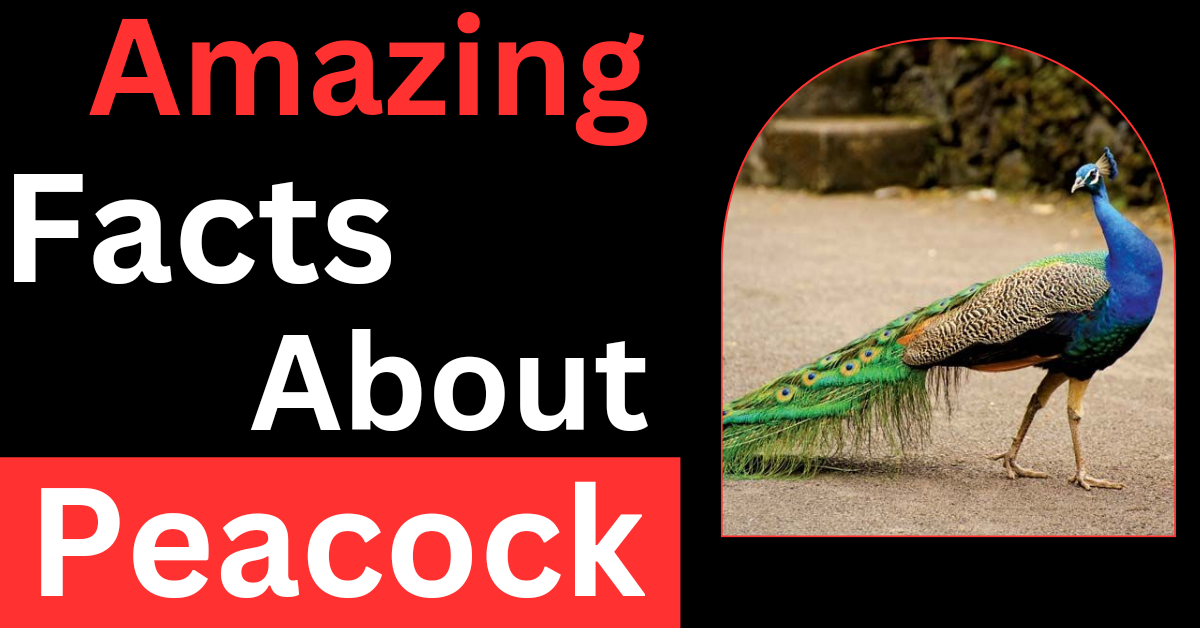 Ten Intersting Peacock Facts