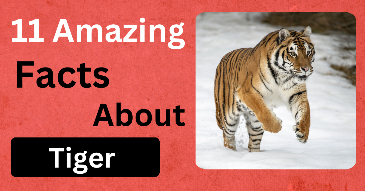 11 Incredible Facts About Tigers
