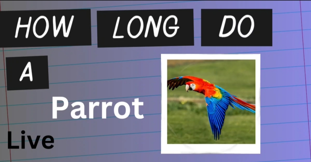 How Much Time A Parrot Can Live?