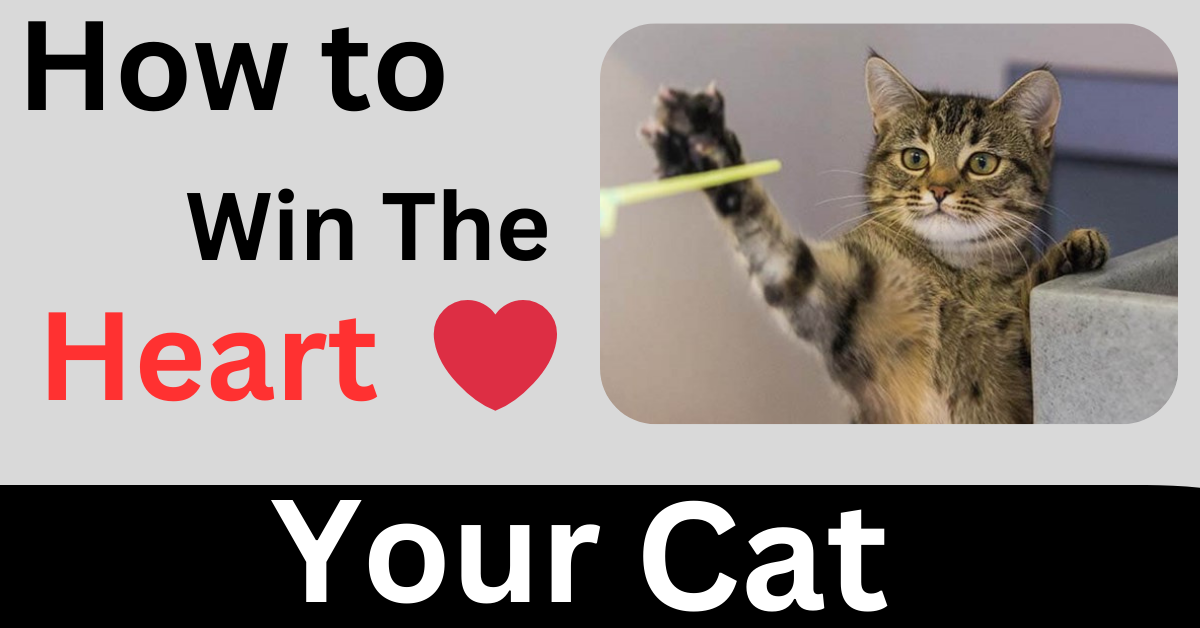 How to Win the Heart of Your Cat